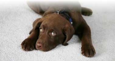 puppy on a clean carpet looking sad